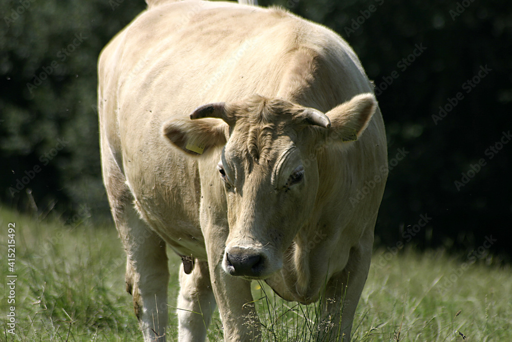 Kühe auf der Weide Kühe auf der Weide