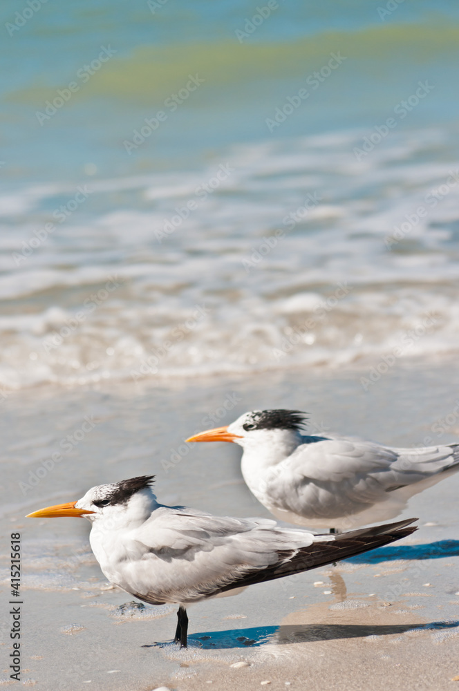 top, front view of a pair of royal terns standing on a tropical shoreline, facing the wind on a sandy beach on gulf of Mexico, on sunny morning top, front view of a pair of royal terns standing on a tropical shoreline, facing the wind on a sandy beach on gulf of Mexico, on sunny morning