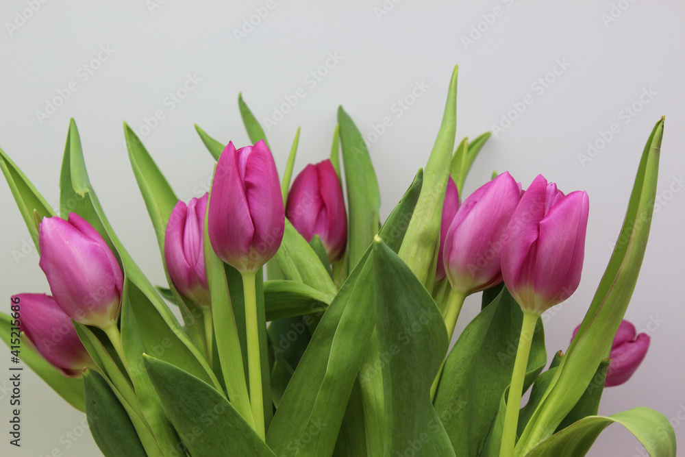 bouquet of pink  tulips on white background, copy space