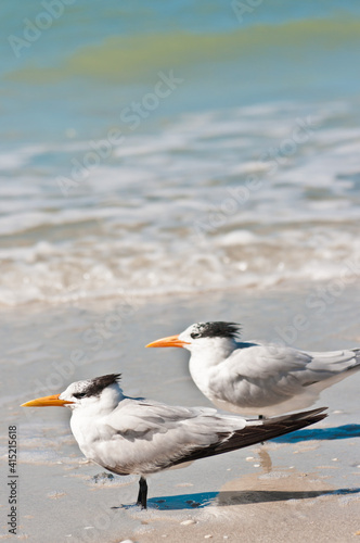 top, front view of a pair of royal terns standing on a tropical shoreline, facing the wind on a sandy beach on gulf of Mexico, on sunny morning