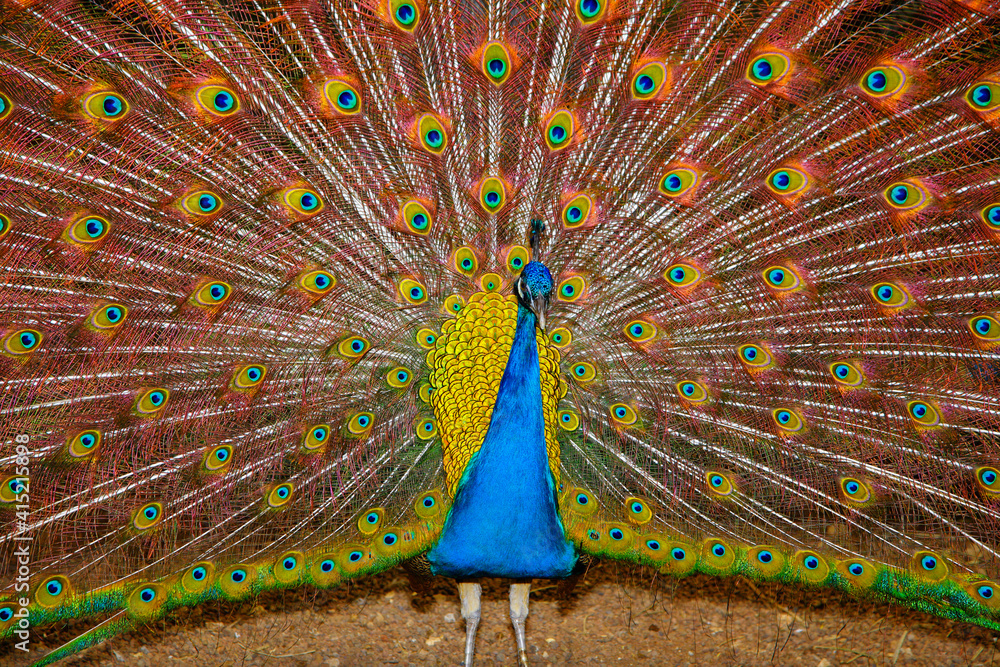 Obraz premium The beautiful tail