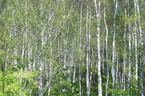 Fototapeta Naklejka Na Ścianę i Meble -  Young birch with black and white birch bark in spring in birch grove against background of other birches
