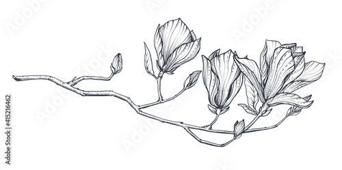 Hand drawn vector magnolia branch. Beautiful romantic elegant floral element.