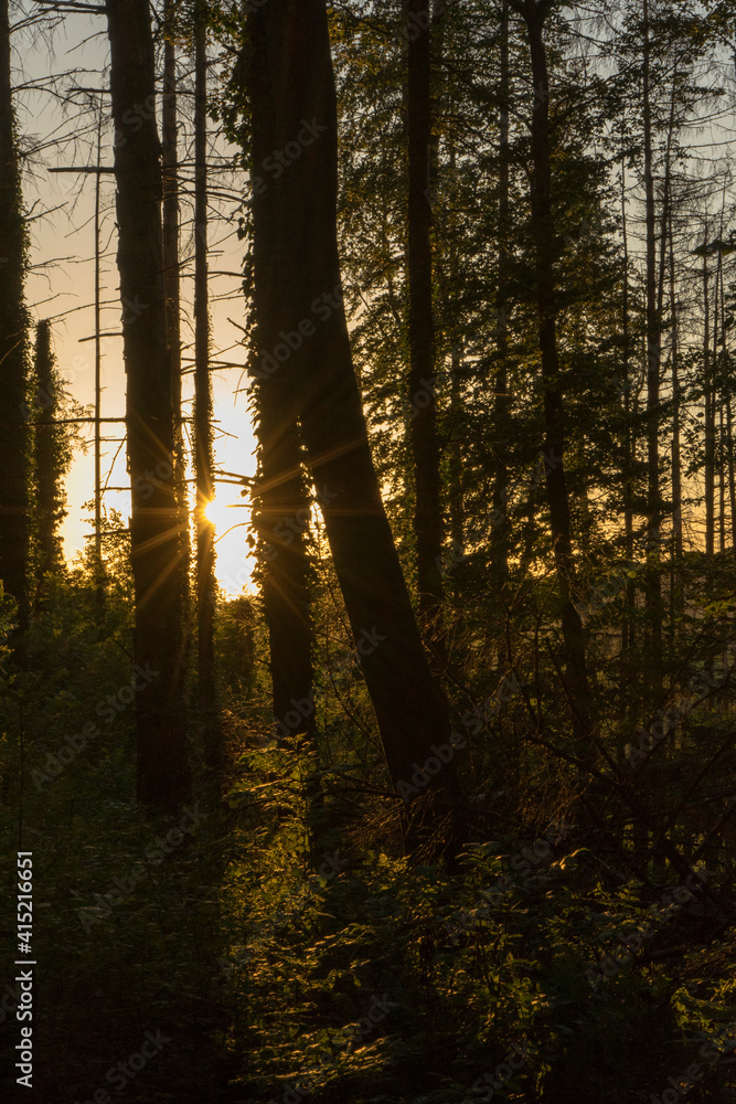 Fototapeta premium sunset in the woods