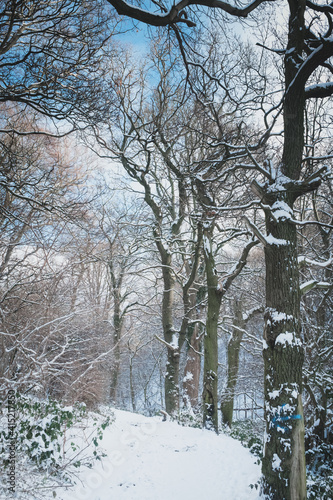 Throckley Dene (woodlands) in west Newcastle after heavy snowfall photo