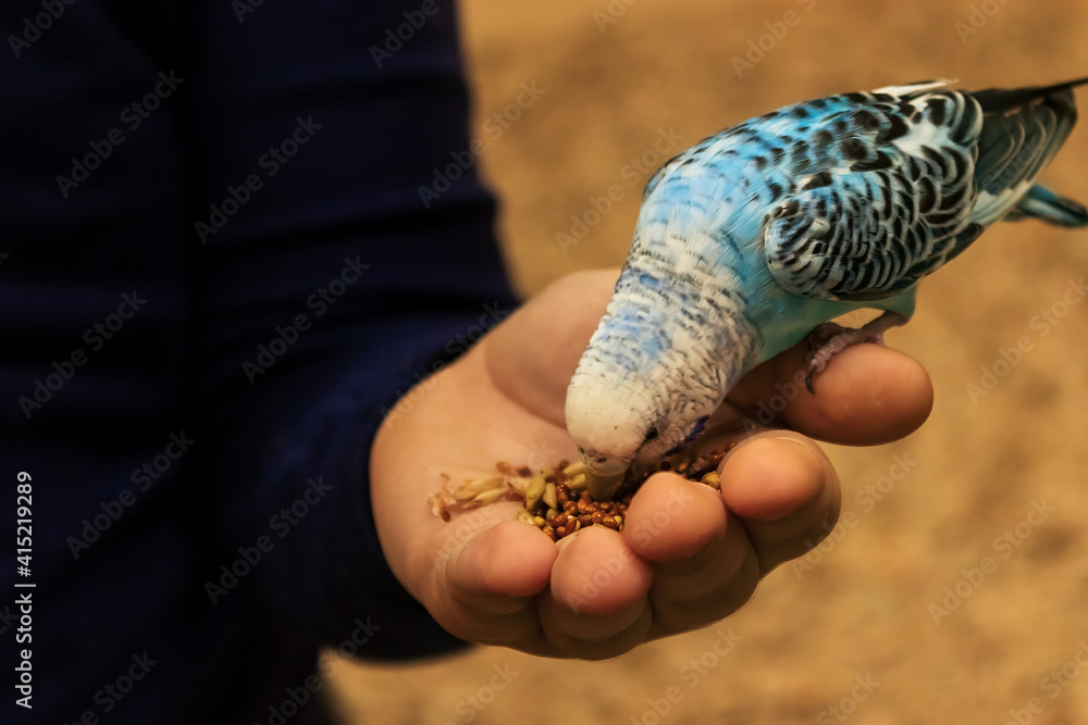 Fototapeta premium Budgie parrot is sitting on the hand and eating from the palm.