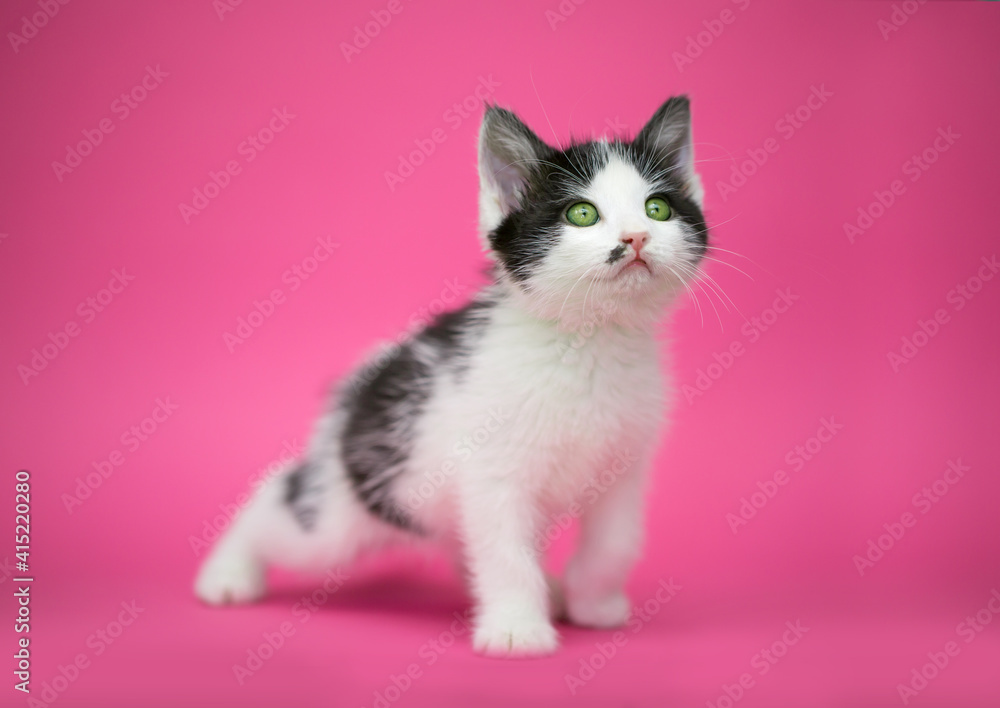 Beautiful cat. Black-white kitten on a pink background. A pet. The cat lies beautifully and sits posing. Beautiful cat. Black-white kitten on a pink background. A pet. The cat lies beautifully and sits posing.