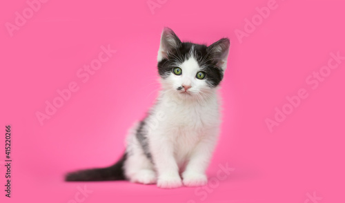 Beautiful cat. Black-white kitten on a pink background. A pet. The cat lies beautifully and sits posing.