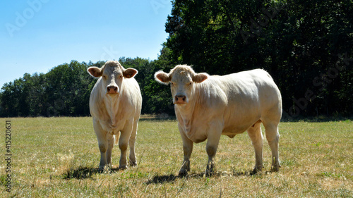 herd of charolais cow in the countryside photo