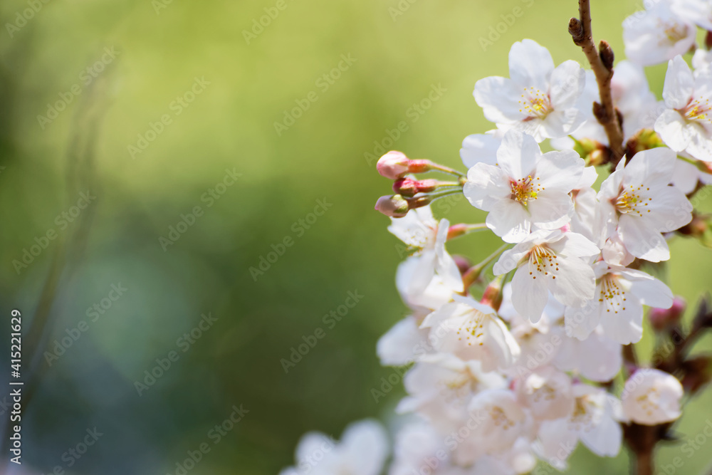 Fototapeta premium cherry blossom in spring