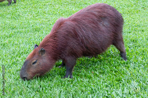 Capivara