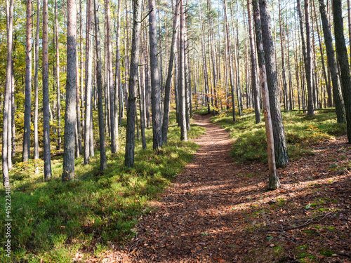 Footpath at colorful autumn deciduous beech tree and spruce tree forest ground covered with fallen leaves, sunny day photo