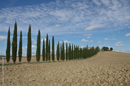 Cypress alley leading to Tuscan farmhouse 