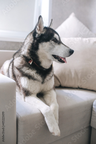Cute big dog husky lies on a sofa . Concept of happy pets