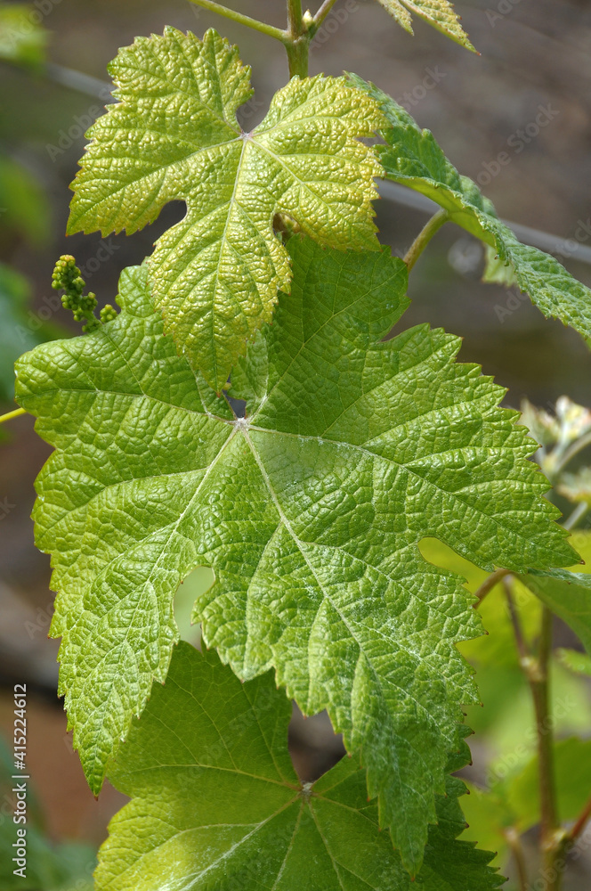 Detalle en primer plano de unas hojas de parra en el norte de Tenerife