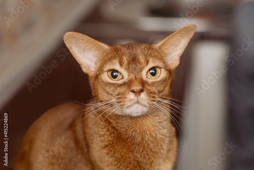Abyssinian brown cat close-up. portrait of a purebred cat with big ears