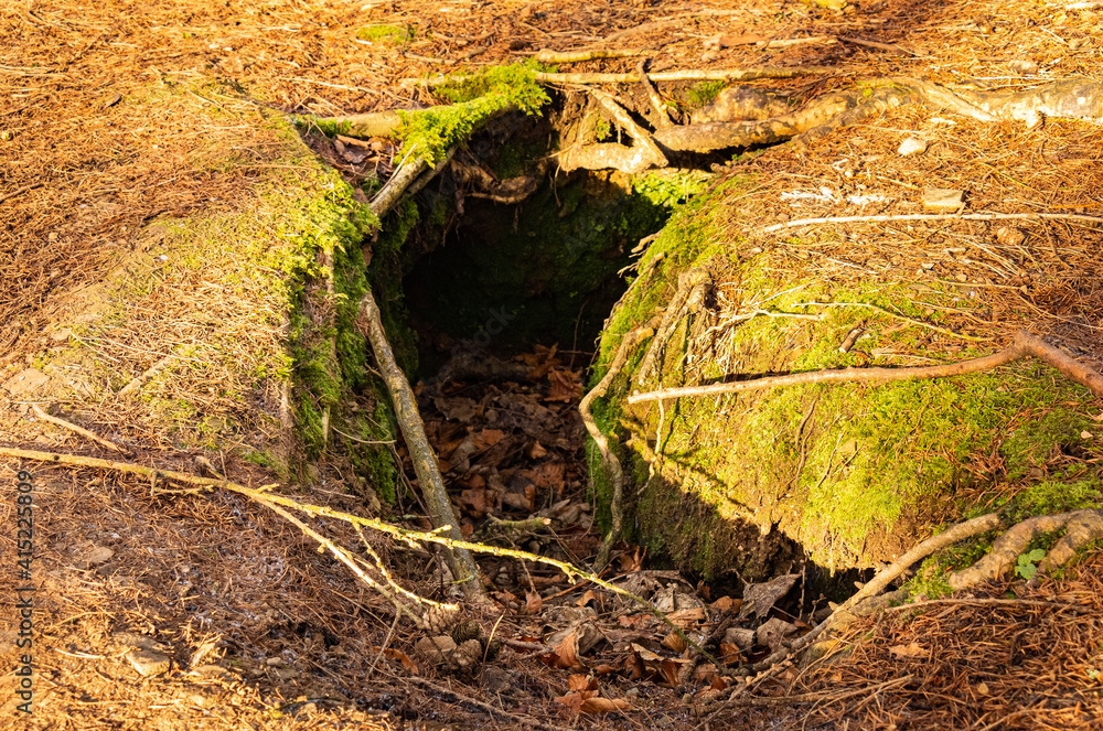 Fototapeta premium Close up of the entrance to an animal den or sett in the ground of a woodland