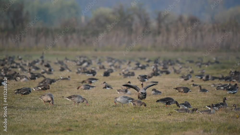 Flock of White-fronted goose Flock of White-fronted goose