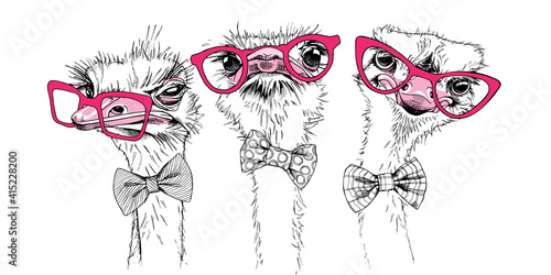 Portrait of a three Funny Ostriches Friends in a pink glasses and in a bow tie. Humor card, t-shirt composition, hand drawn style print. Vector illustration.