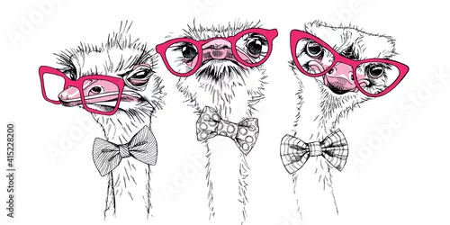 Obraz Portrait of a three Funny Ostriches Friends in a pink glasses and in a bow tie. Humor card, t-shirt composition, hand drawn style print. Vector illustration.