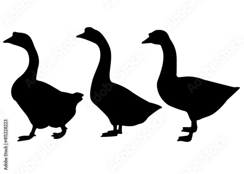 Farm geese in the set. Vector image.