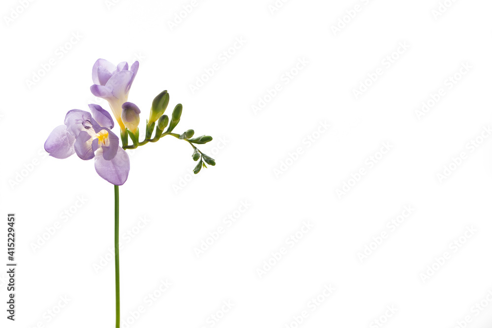Lilac Fresia flower isolated on white background.