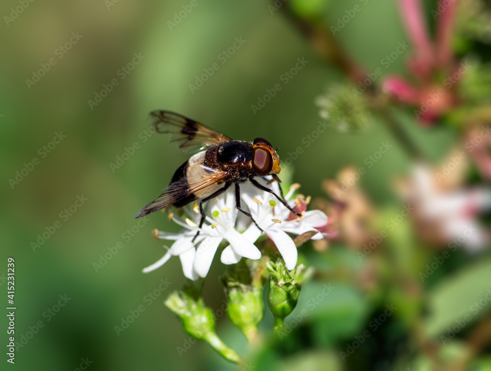 Macro of a pellucid fly Macro of a pellucid fly