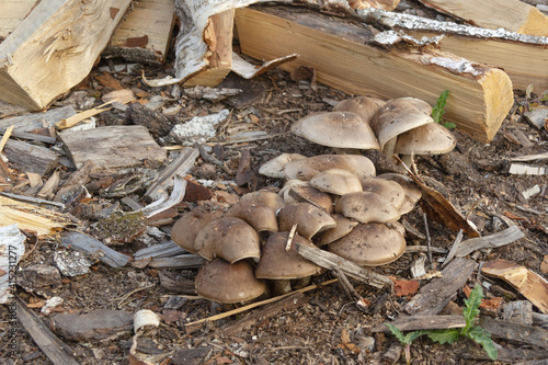 near wood chips and wood on the ground grows a large group of mushrooms trash.