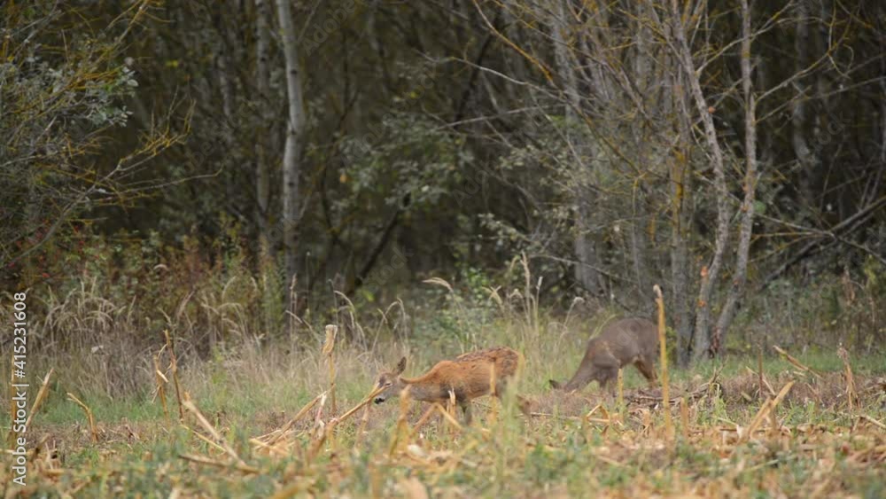 Roe deer on meadow Roe deer on meadow