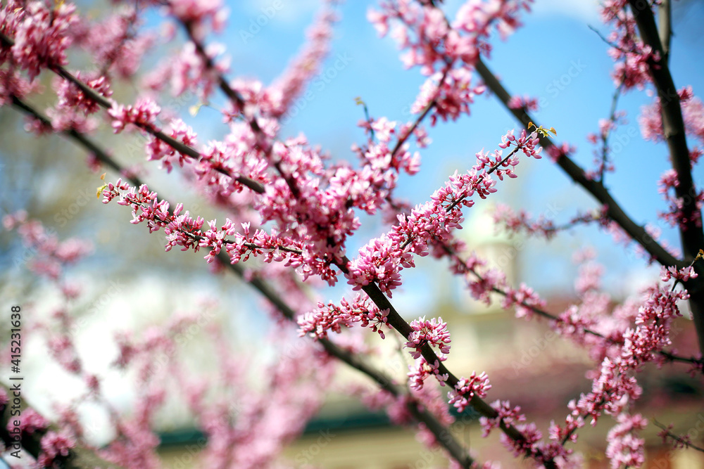 Blossoming pink tree Spring in New York City Blossoming pink tree Spring in New York City