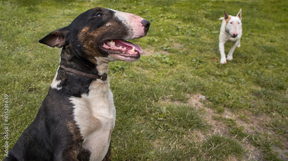 Dog breed bull terrier on the grass. Dog breed bull terrier on the grass.