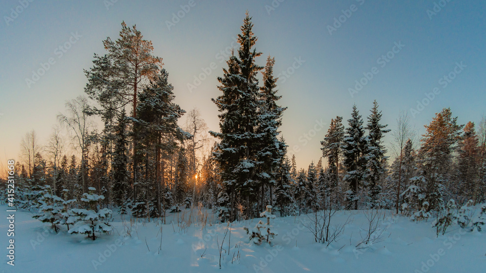 sunset in the forest sunset in the forest