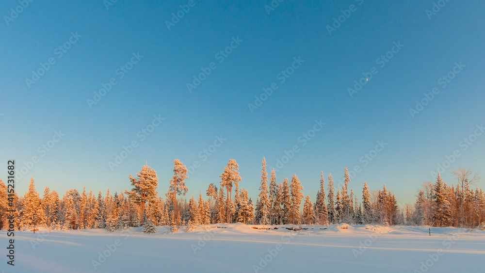 Fototapeta premium trees in the snow