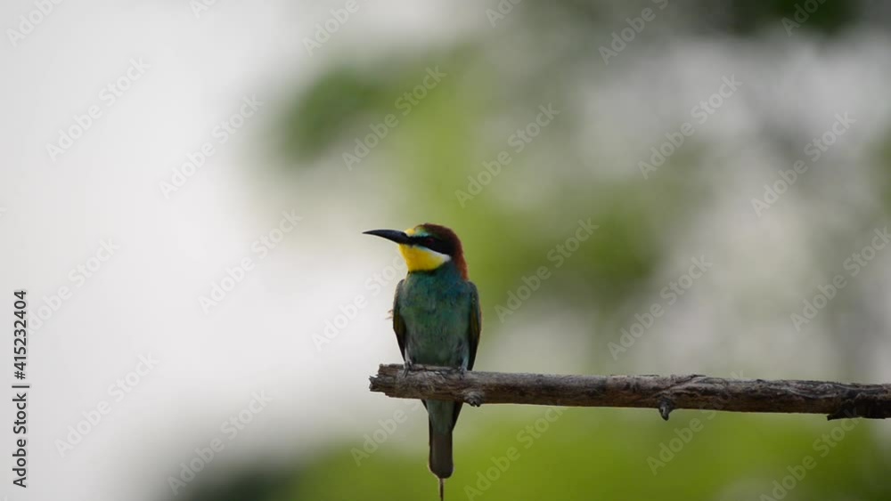 European Bee-Eater - Merops Apiaster on a branch , exotic colorful migratory bird European Bee-Eater - Merops Apiaster on a branch , exotic colorful migratory bird