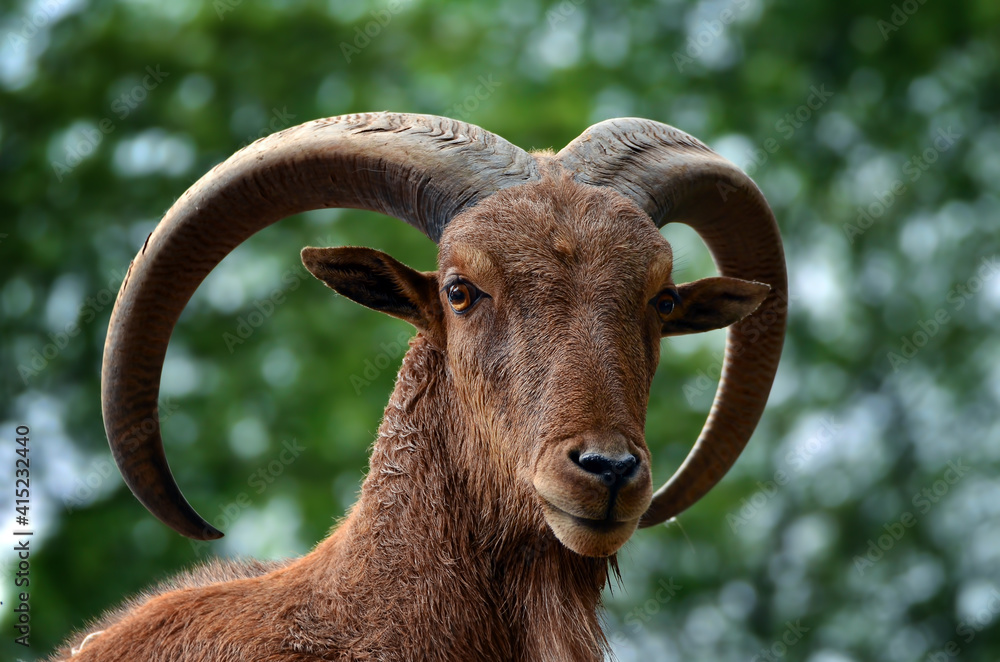 Mountain goat with bighorn