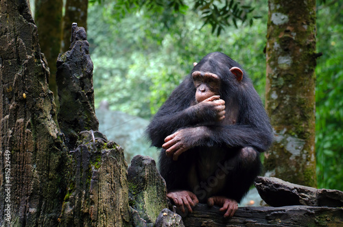 Vászonkép Young chimpanzee sitting at the rock
