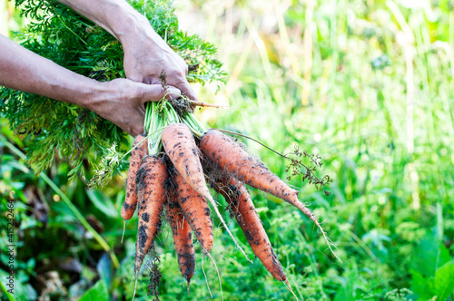 Large carrots in the farmer's hand, the concept of a good harvest