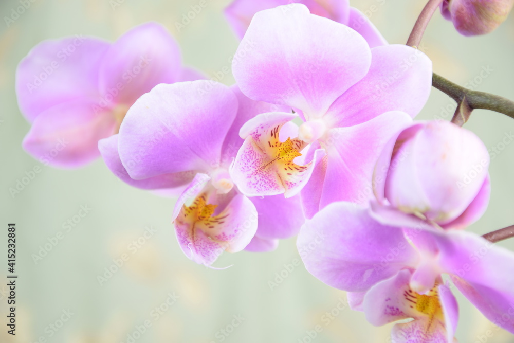 Obraz premium Pink orchids flowers for background with space for text