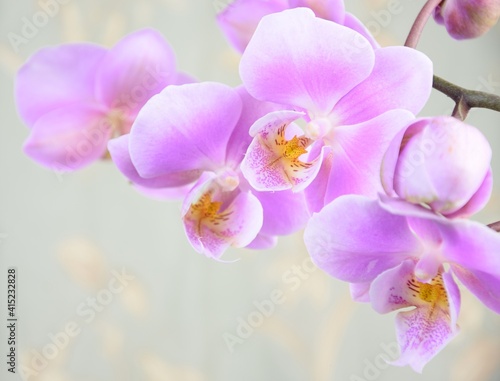 Pink orchids flowers for background with space for text