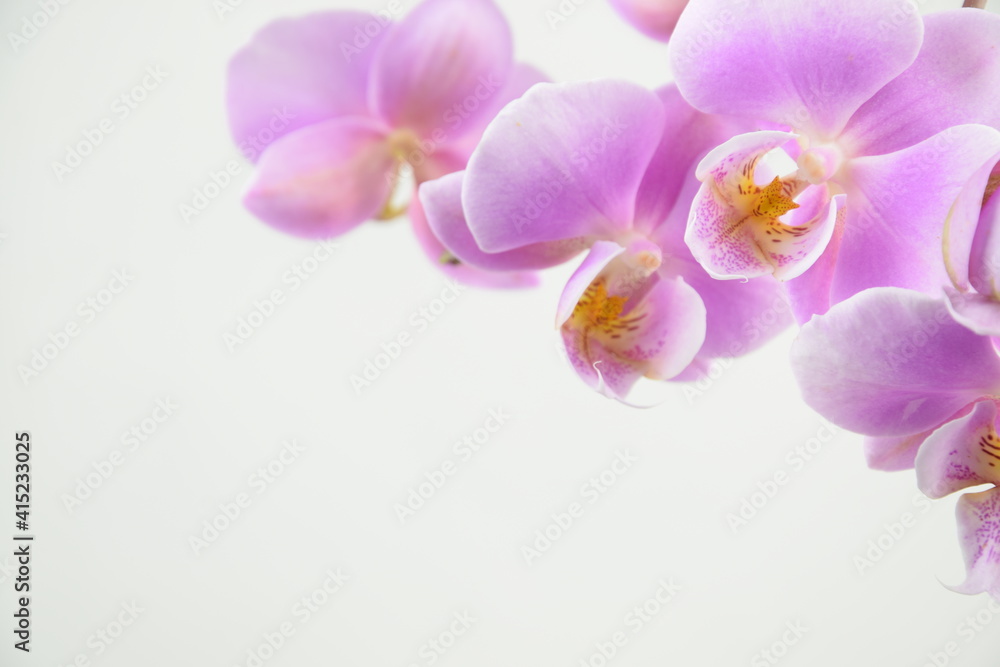 Pink orchids flowers for background with space for text Pink orchids flowers for background with space for text