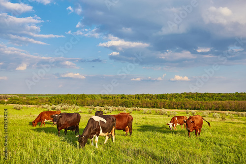 Cows grazing on a green meadow