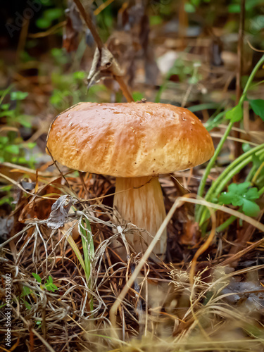 White mushroom, boletus growing in the autumn forest