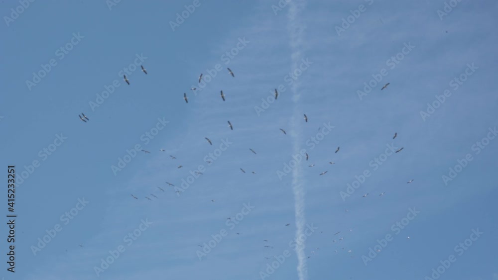 storks in the sky,a flock of birds is circling high in the sky storks in the sky,a flock of birds is circling high in the sky
