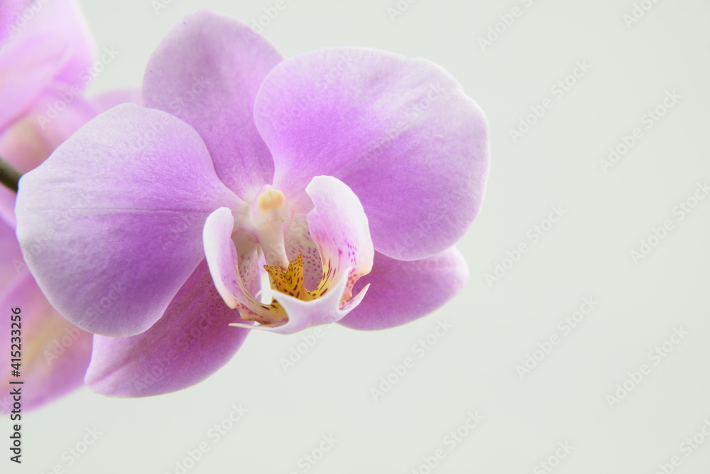Obraz premium Pink orchids flowers for background with space for text