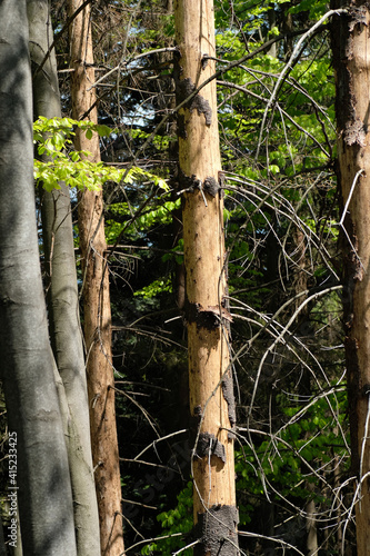 Light brown tree of withering pine on a background of green leaves. Natural light. Sunny day. Natural background. Forest. Wild nature. Spring. Summer. Vertical lines.
