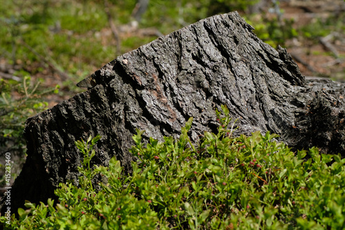 Brown and grey trunk of a felled tree against a background of green berry leaves. Strong and natural light. Sunny day. Natural background. Forest. Wild nature. Spring. Summer.