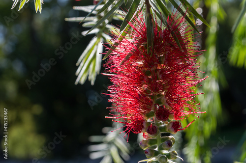 wild flower;red;tropical,exotic