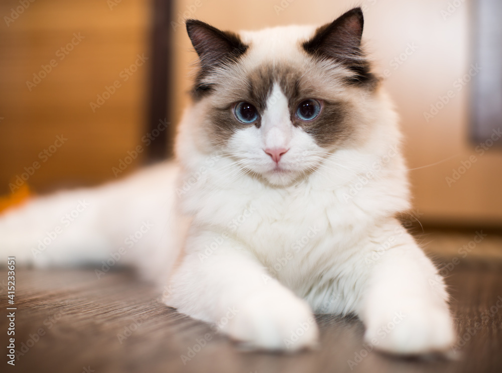 Beautiful young white purebred Ragdoll cat with blue eyes Beautiful young white purebred Ragdoll cat with blue eyes
