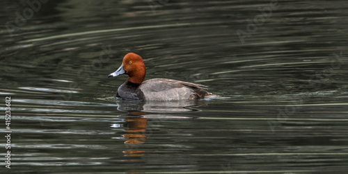 Fotografija red head duck (Aythya americana) male drake swimming in rippled water; water dro