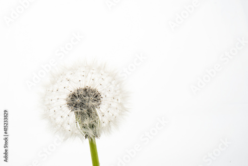 dandelion flower on a white background with copy space